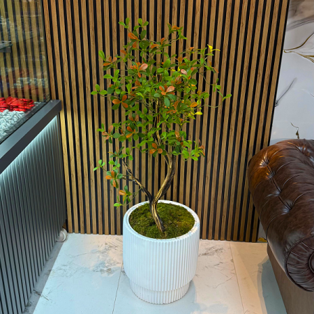 Yapay Ficus Ağacı